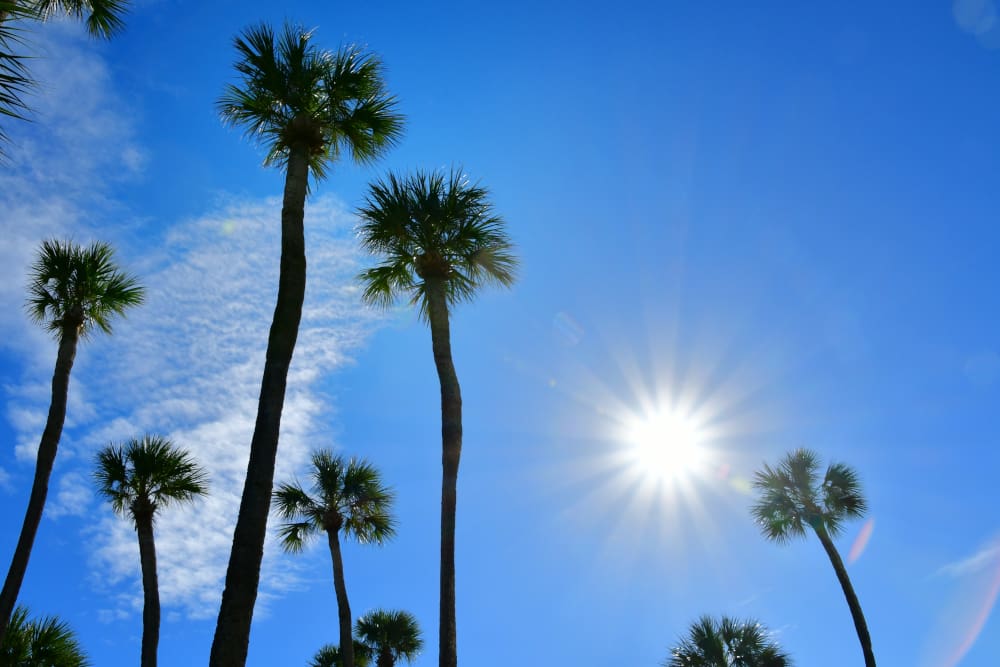 How Does Heat Affect Your Roof in Florida?