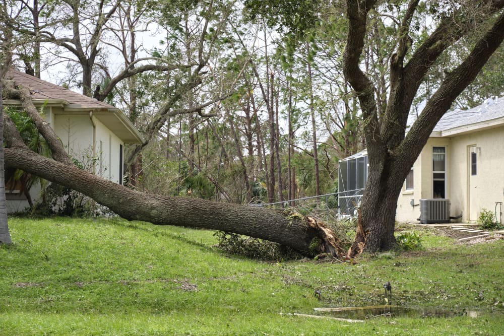 image of tree fallen on a roof