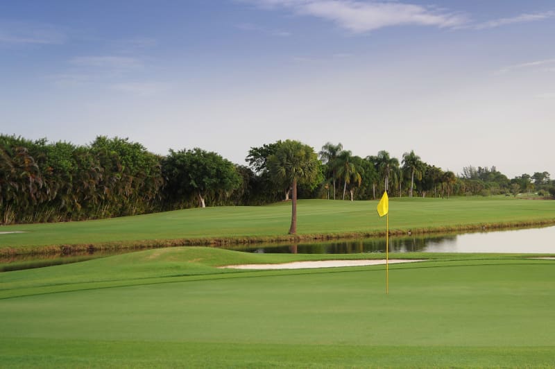 image of golf course with palm tree