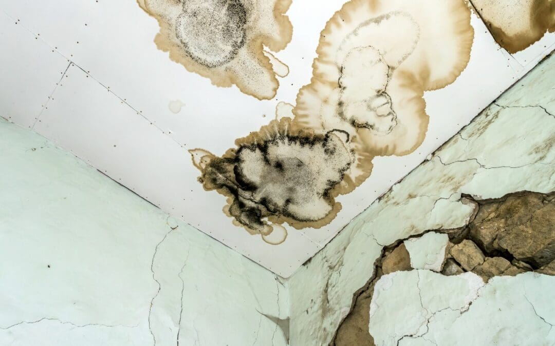 What Does a Roof Leak Really Cost You? (And How to Spot It Early)