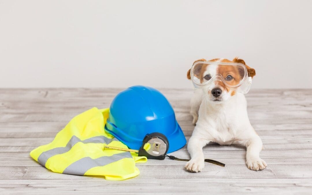 image of dog and safety gear